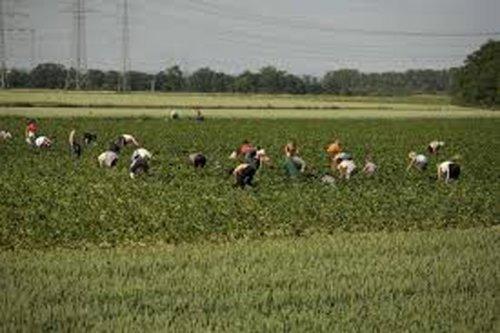 The Number of Agricultural Workers Down in 81 Cities