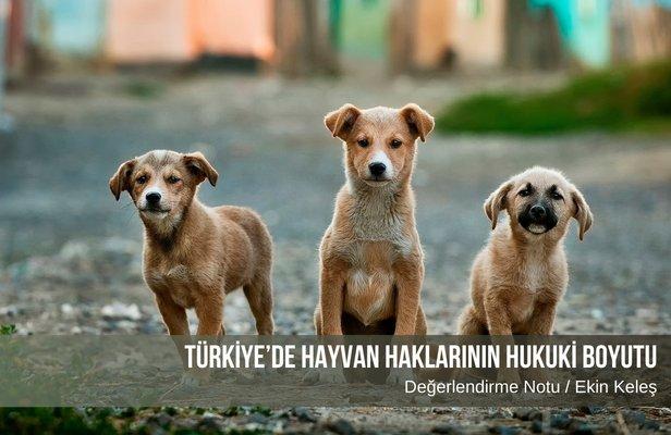 Türkiye’de Hayvan Haklarının Hukuki Boyutu