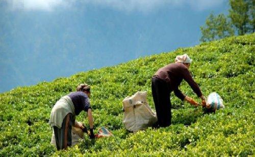 TEPAV’dan Türkiye’nin Bölgesel ve Ürün Bazlı İlk Endeksleri…