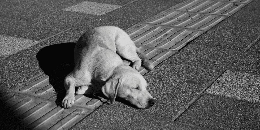 Koruma mı Nüfus Kontrolü mü? Sokak Hayvanları Yönetiminde Politika Yaklaşımları